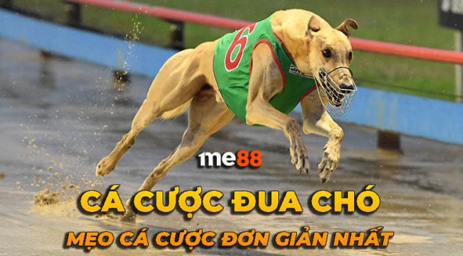 Trải nghiệm chơi game cấp độ Vg99 cao nhất - Vg99