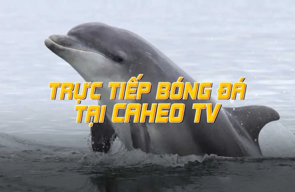 Nn88 có hoạt động tốt trên các điện thoại cấu hình thấp hoặc với kết nối mạng chậm không? - Nn88