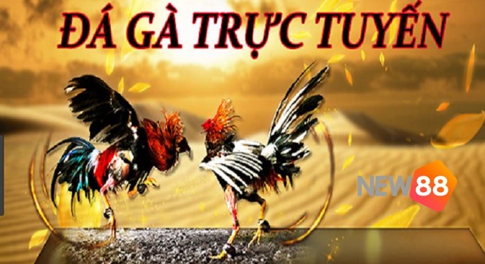 Điều khoản và điều kiện tham gia các hoạt động khuyến mãi của B52 - B52
